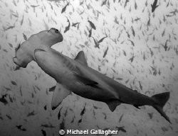Hammerhead shark fly-over - Darwin's Arch, Galapagos Isla... by Michael Gallagher 